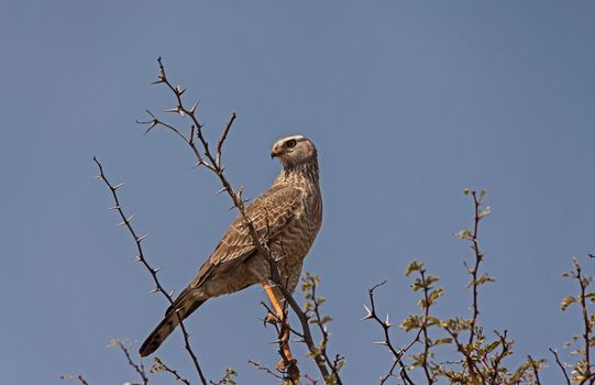 A juvenile Southern Pale Chanting Goshawk (Merielax canorus) photographed in the Kgalagadi Trans Frontier Park, South Africa.