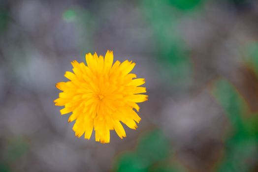 Macro shot of yellow plant shot from above