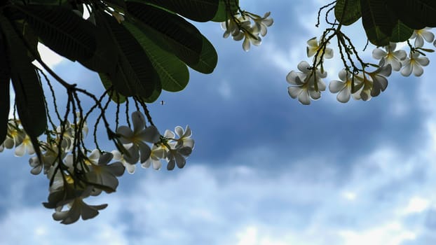 Frangipani or Plumeria flowers with blue sky and clouds in the garden