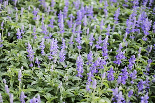 Blue salvia purple flowers in the garden