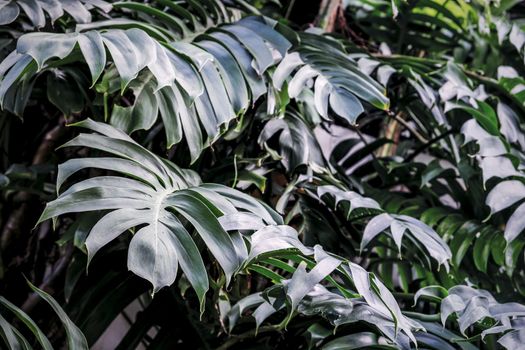  Philodendron in the garden Tropical leaves background