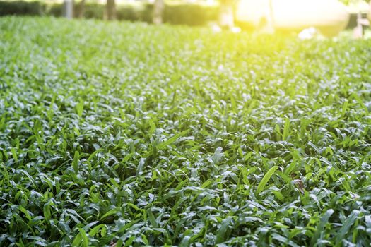 Malaysia grass in the garden with sunlight