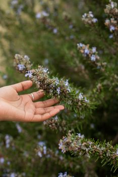 Vertical shot of hand touching plant