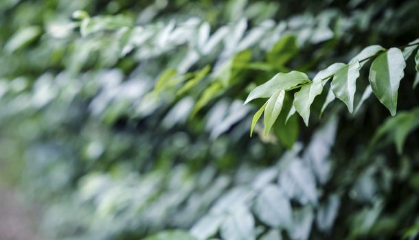 Green leaves in the garden