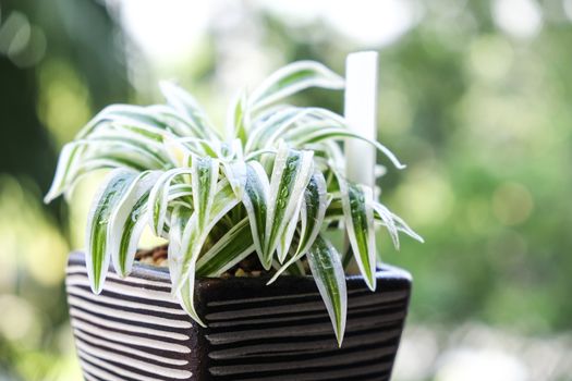 Spider plant in ceramic pot at terrace