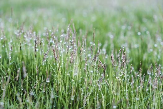 Green grass with water drop in the garden