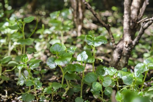 Peperomia or Shiny leave in the garden