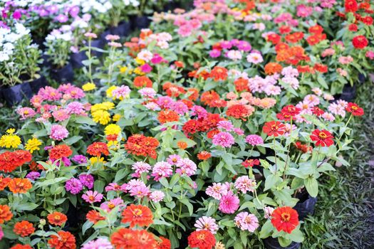 Zinnia flowers in the garden