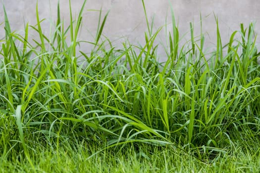 Grass in the garden Nature background