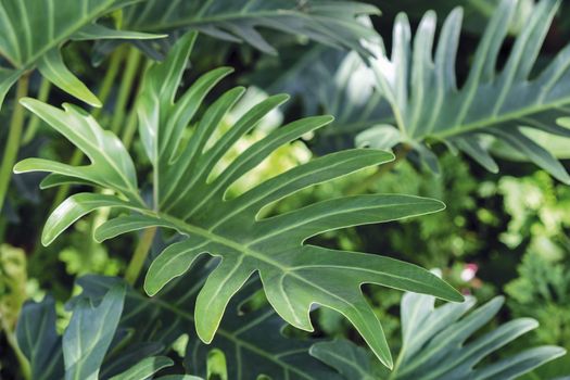 Philodendron Xanadu in the garden