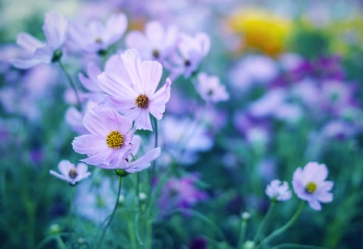 Cosmos flowers in the garden