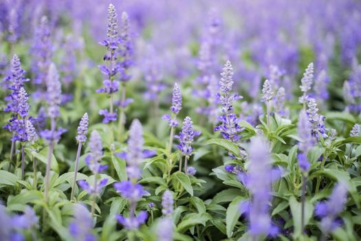 Blue salvia purple flowers in the garden