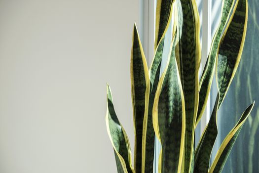 Sansevieria or snake plant with copy space