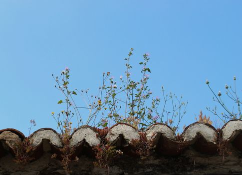 Plants are growing on top of a roof. Beja, Portugal.