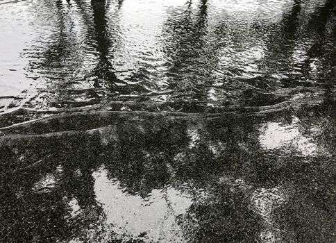 Rain on the asphalt road with tree shadow reflection in the park