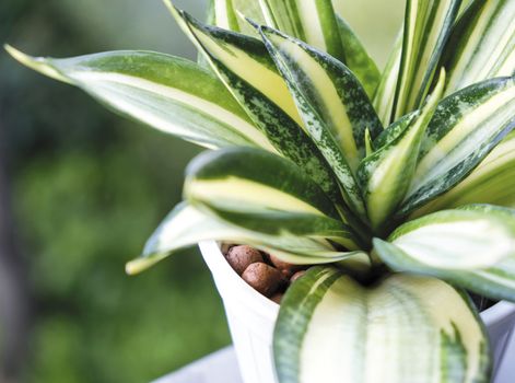 Sansevieria or snake plant in pot