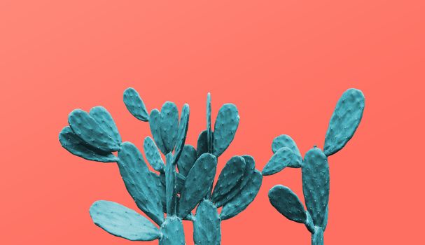 Cactus on living coral background minimal summer