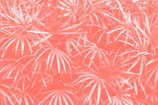 Lady palm background