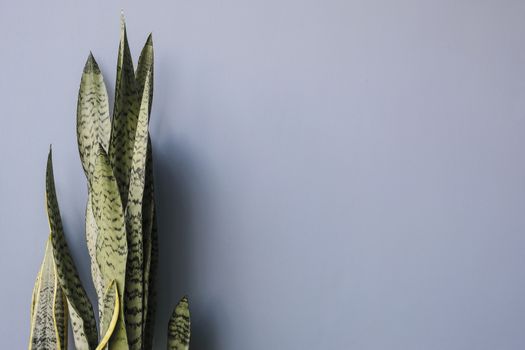 Sansevieria or snake plant with copy space