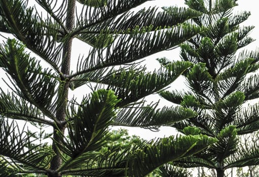 Pine tree in the garden