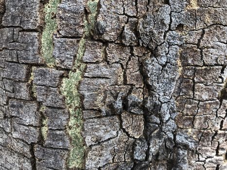 Tree bark texture background