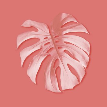 Summer tropical monstera foliage on coral color background