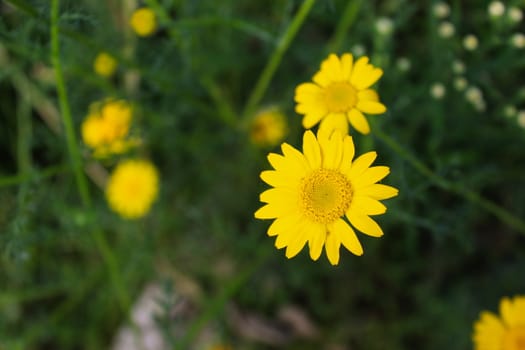 Yellow daisy in focus on the meadow. Beja, Portugal.