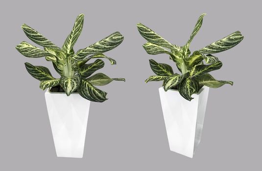 Dumb Cane tree in white pot isolated on gray background with clipping path