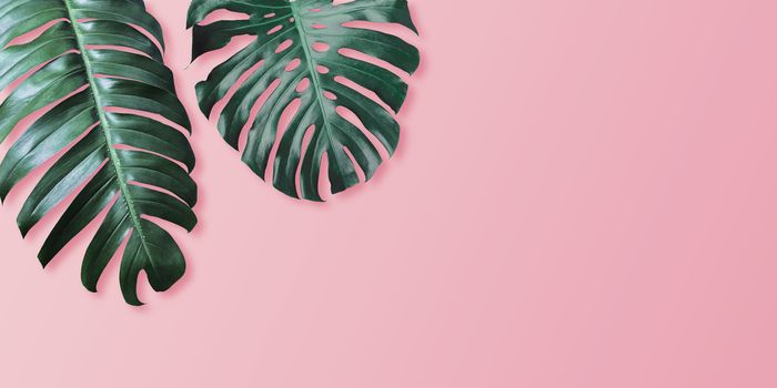 Tropical leaves monstera and philodendron on pink color background minimal summer