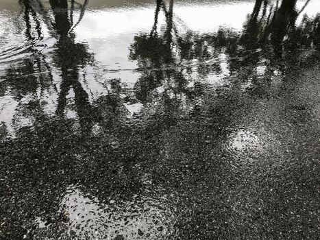 Rain on the asphalt road with tree shadow reflection in the park