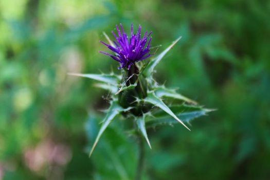 Purple flower of Silybum marianum, Milk Thistle, Mariatistel. Beja, Portugal.