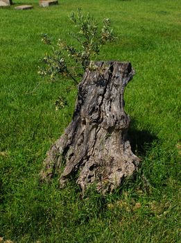 An olive tree stump in the park. A new branch began to grow from the stump, to renew the tree. Beja, Portugal.