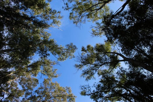 Trees, leaves, and the sky. Beja, Portugal.