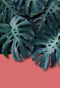 Monstera tropical leaves background with copy space