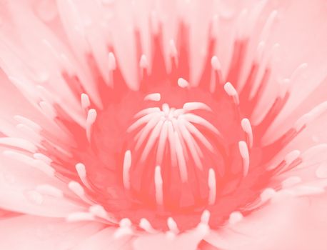 Macro lotus or water lily background Pantone Color of the Year 2019 Living Coral