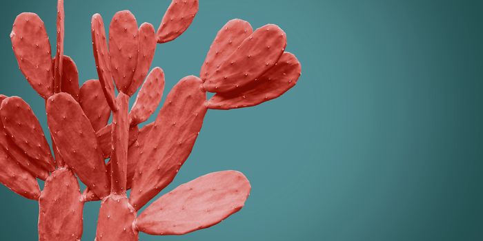 Living coral cactus on blue background minimal summer