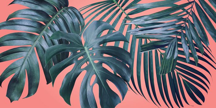 Summer tropical leaves on coral color background