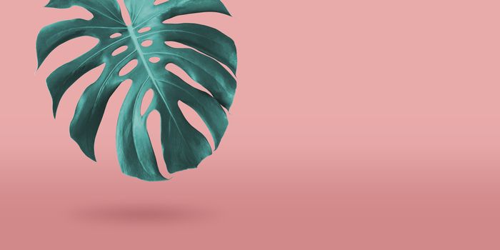 Tropical monstera leaf on coral color background minimal summer