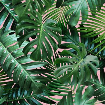 Tropical leaves on pink background