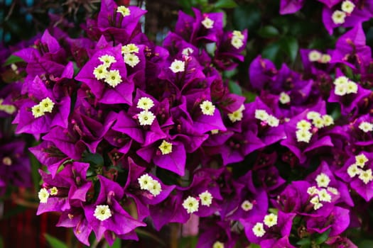 Bunch of purple and white flowers of Great bougainvillea, Bougainvillea spectabilis in Portugal. Beja, Portugal.