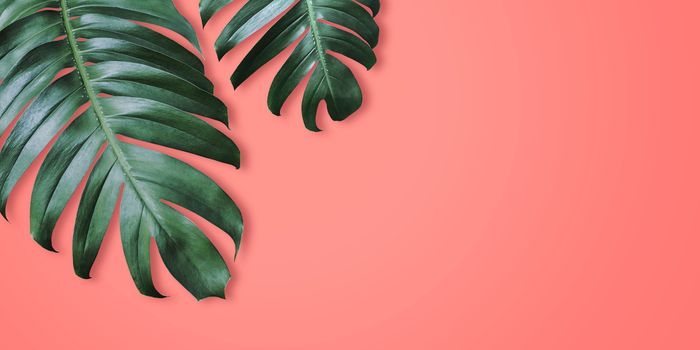 Philodendron tropical leaves on coral color background minimal summer