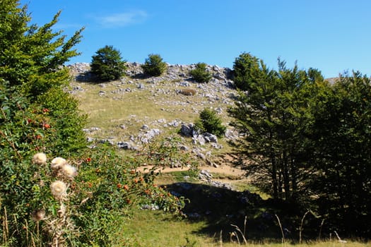 Trees, bushes, rocks and blue sky. Bjelasnica Mountain, Bosnia and Herzegovina.