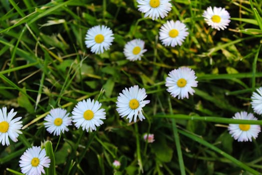Bellis perennis, daisies in the grass, white flowers with a yellow center. Beja, Portugal.