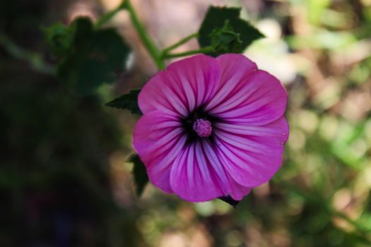 Beautiful pink wild geranium flower. Beja, Portugal.