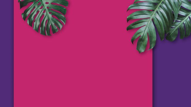 Tropical leaves  Monstera and Philodendron on color background minimal summer