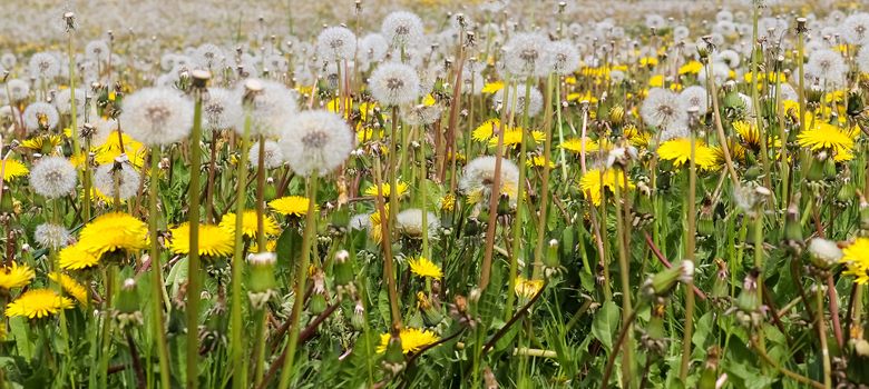 Close up view at a blowball flower found on a green meadow full of dandelions.