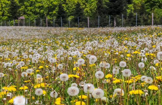 Close up view at a blowball flower found on a green meadow full of dandelions.