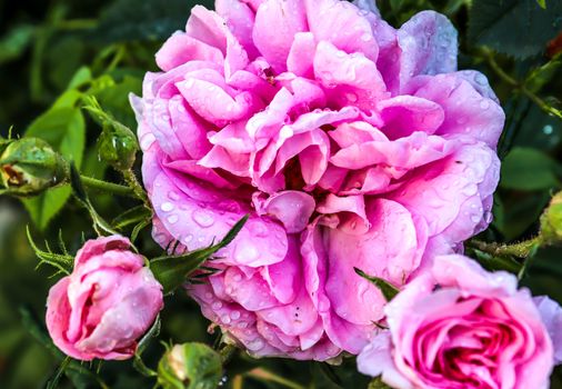 Top view of yellow and orange rose flower in a roses garden with a soft focus background.