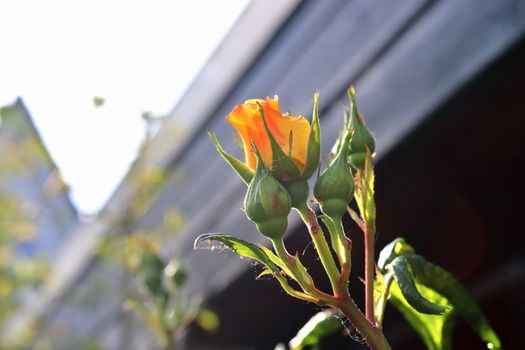 Top view of yellow and orange rose flower in a roses garden with a soft focus background.