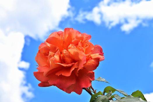 Top view of yellow and orange rose flower in a roses garden with a soft focus background.